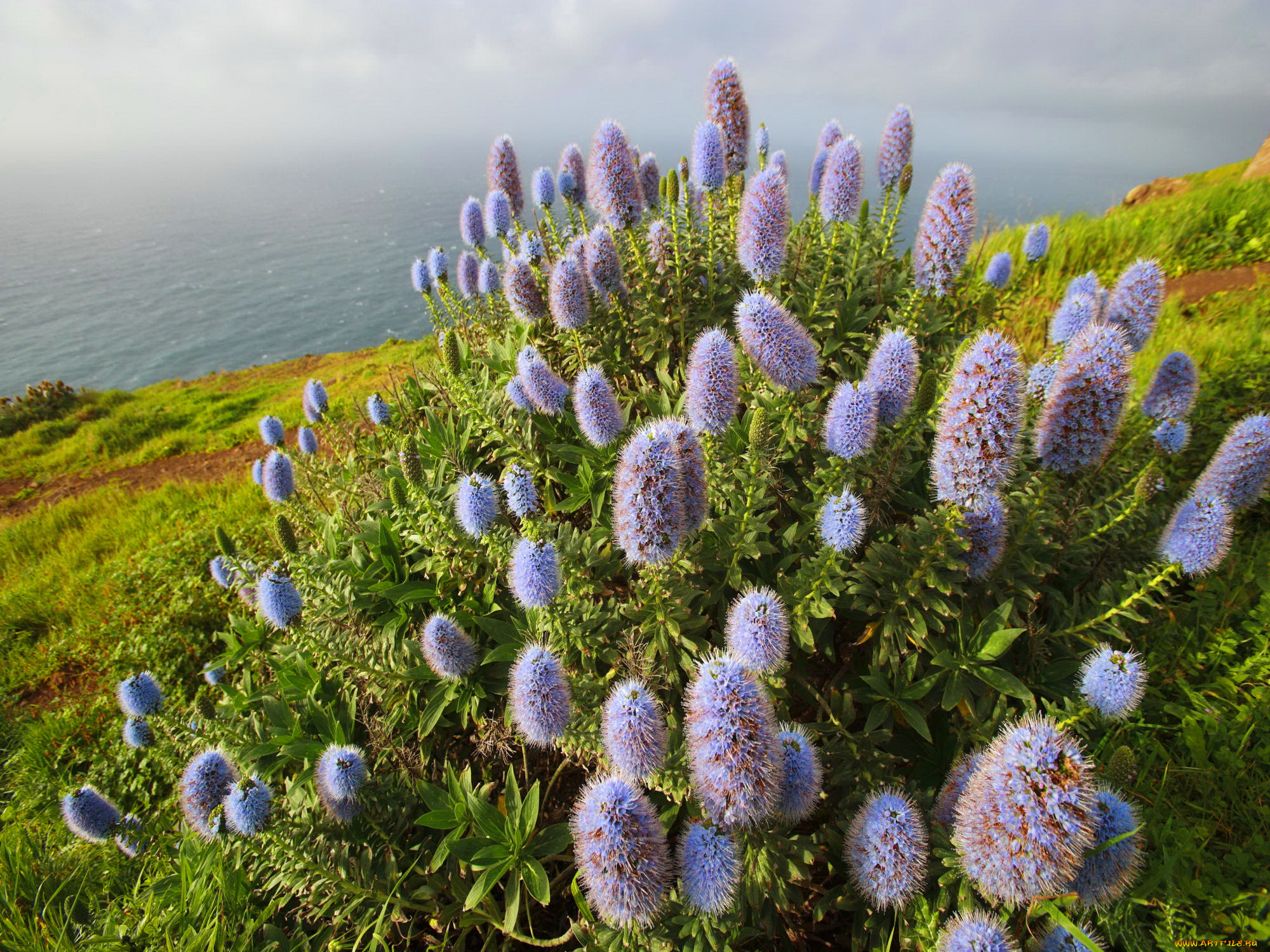 flowers, near, the, sea, , , , , 